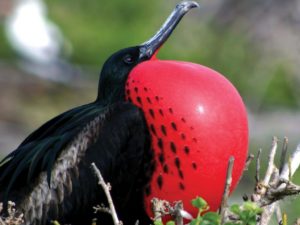 Frigatebird